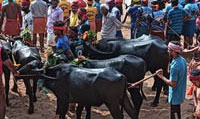 Siddhakatte: Kodange Veera-Vikrama Jodukare drive to Kambala