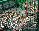 Udupi: Leopard strayed into Manipal University Campus Rescued