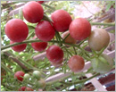 Delightful experience of growing Cherry Tomatoes in the backyard