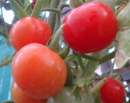 Delightful experience of growing Cherry Tomatoes in the backyard