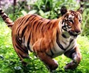 Mangalore: Tiger Attacks and Kills Employee at Pilikula