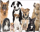 M’lore: First dog census in city in September