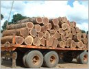 Mangaluru: Forest dept seizes truck illegally transporting timber logs at Bangra Kuloor