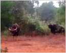 Udupi: Bison stray into Moodubelle locality in broad-daylight