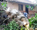 Bantwal: Huge branch of mango tree collapses on house