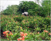 Flower auction centre to be set up in Udupi