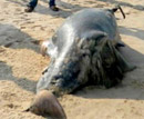 Dolphin washed away at famous Maravante Beach