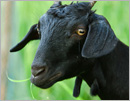 19-yr old detained for sexually assaulting goat