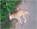 Mangaluru: Dog shot dead by air gun