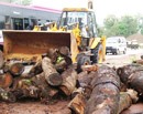 Belman: Huge tree logs removed from street