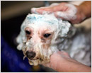 ’Puppy bathing day’ to make puppies happy