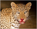 Udupi: Leopard attacks man in Perdoor