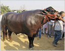 Owner of this 1,400kg bull turns down Rs 7 crore offer