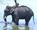 Udupi: Buddhist Settlement and Dubare Elephant Camp-Destinations of Lions Club Moodubelle Tour of Ma