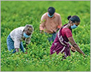 Are the agriculture reforms pro-farmer or anti-farmer?