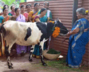 Udupi: Shirva Mahila Mandal organizes Cow Puja